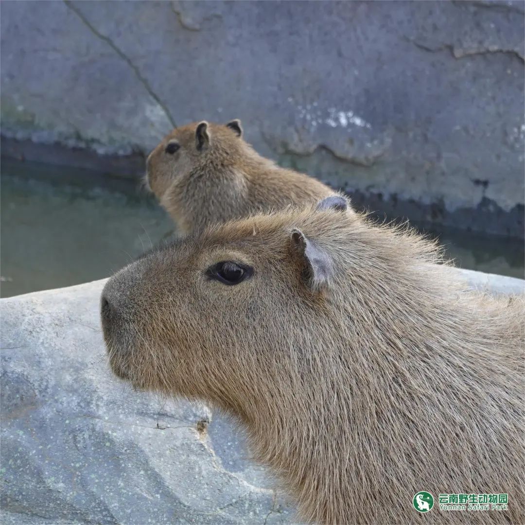 云南野生动物园