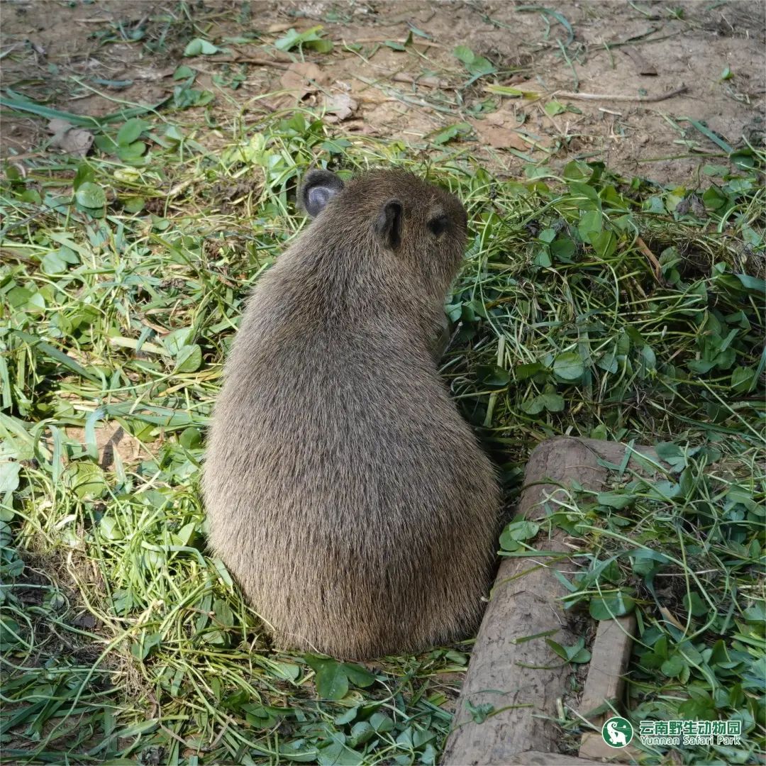 云南野生动物园