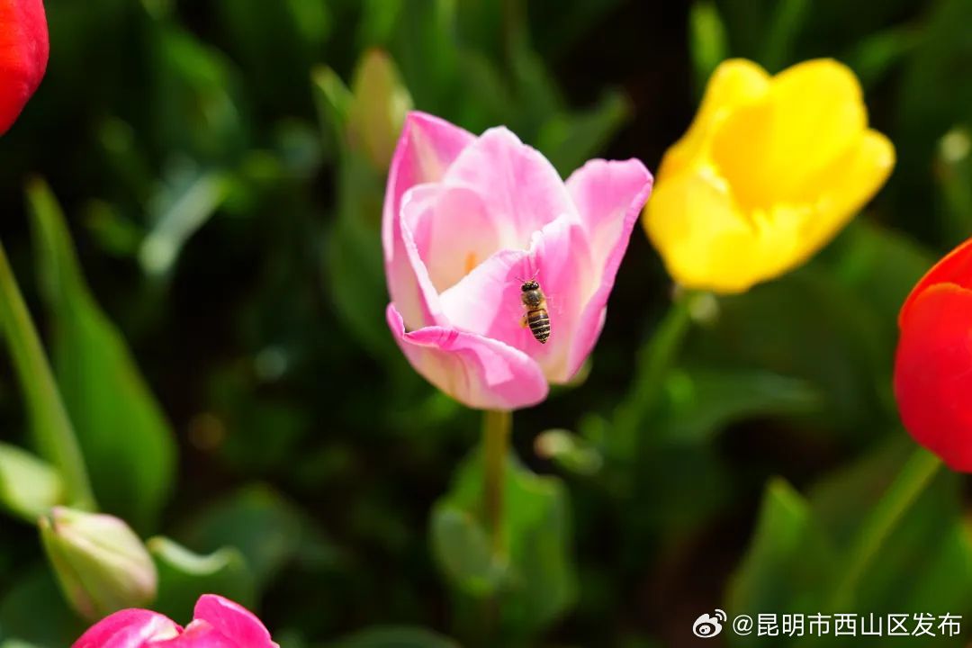 昆明市西山区发布