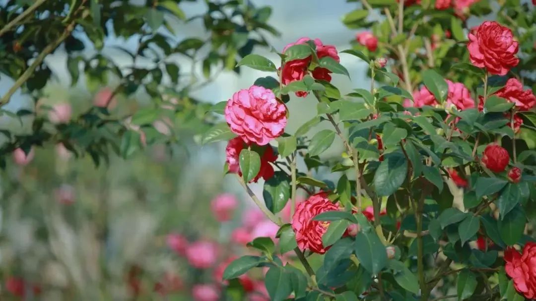 昆明公共文化云