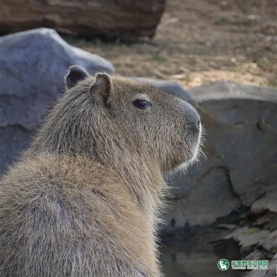 云南野生动物园