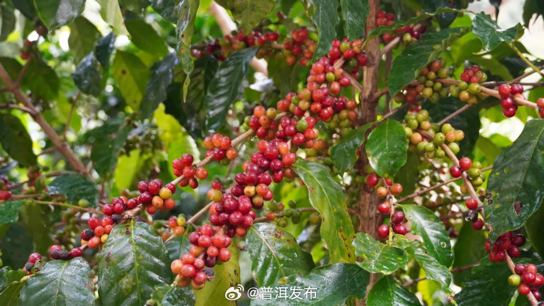 一路生香 清风自来！普洱咖啡庄园蝶变升级