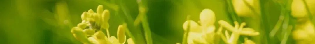 昆明公共文化云