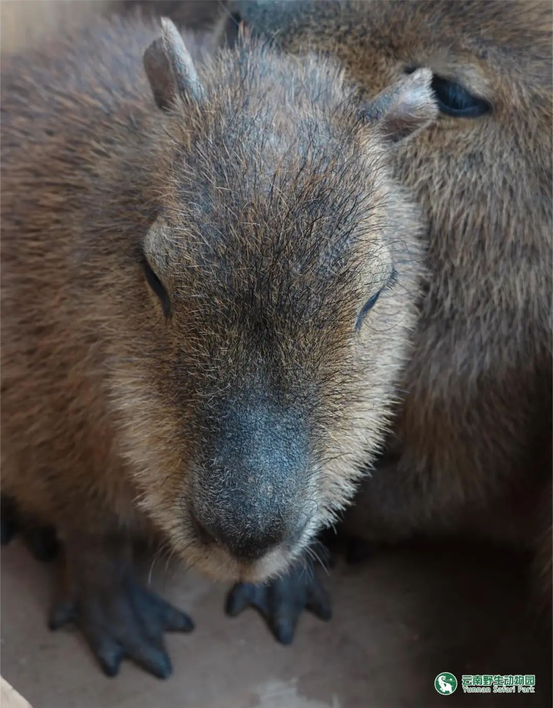 云南野生动物园