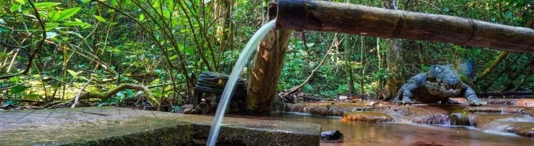 西双版纳望天树景区