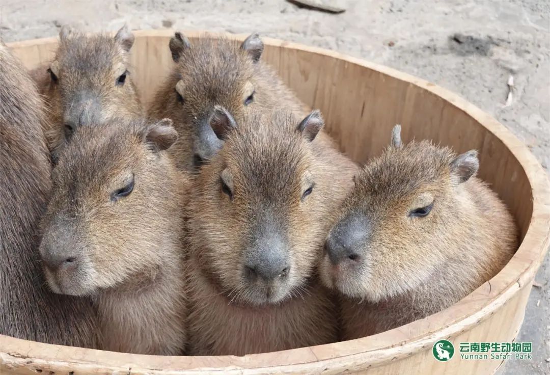 云南野生动物园