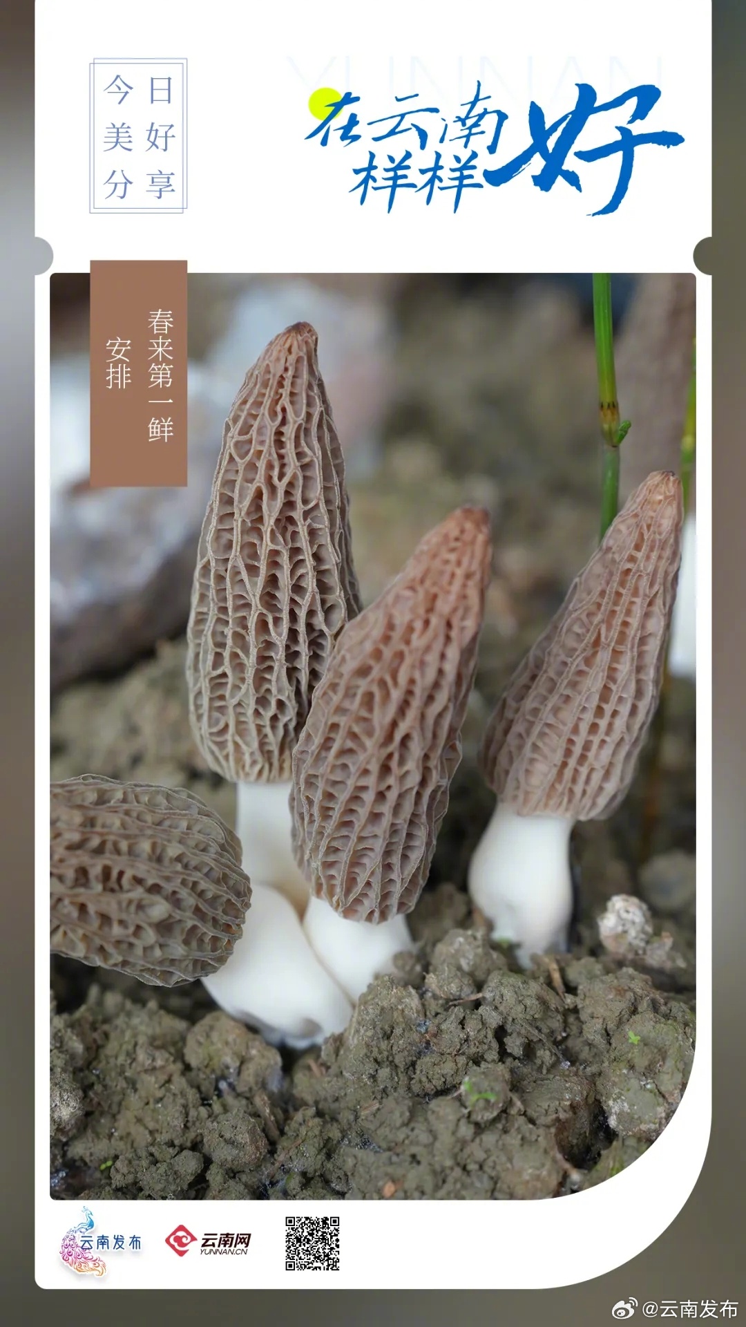 春来第一鲜，安排！