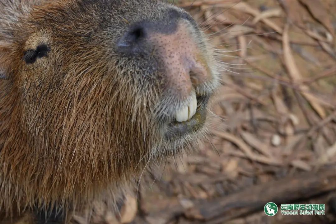 云南野生动物园