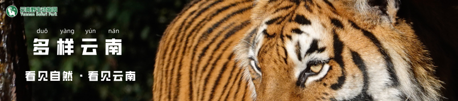 云南野生动物园