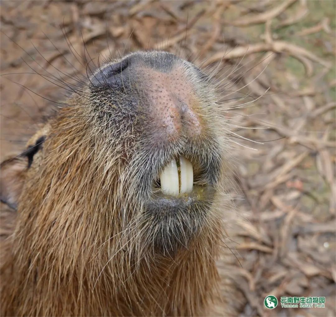 云南野生动物园