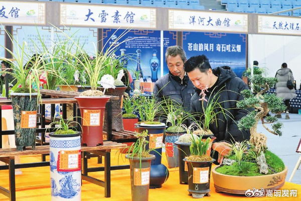 大理兰花茶花博览会兰花展开幕