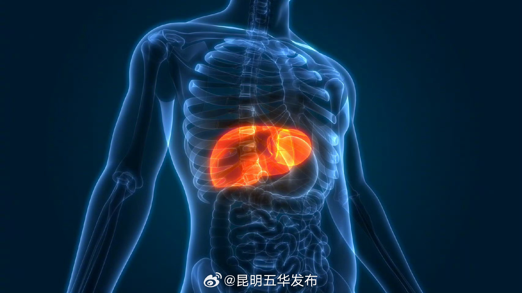 早期脂肪肝真的可以逆转