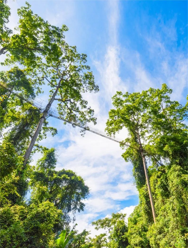 西双版纳望天树景区