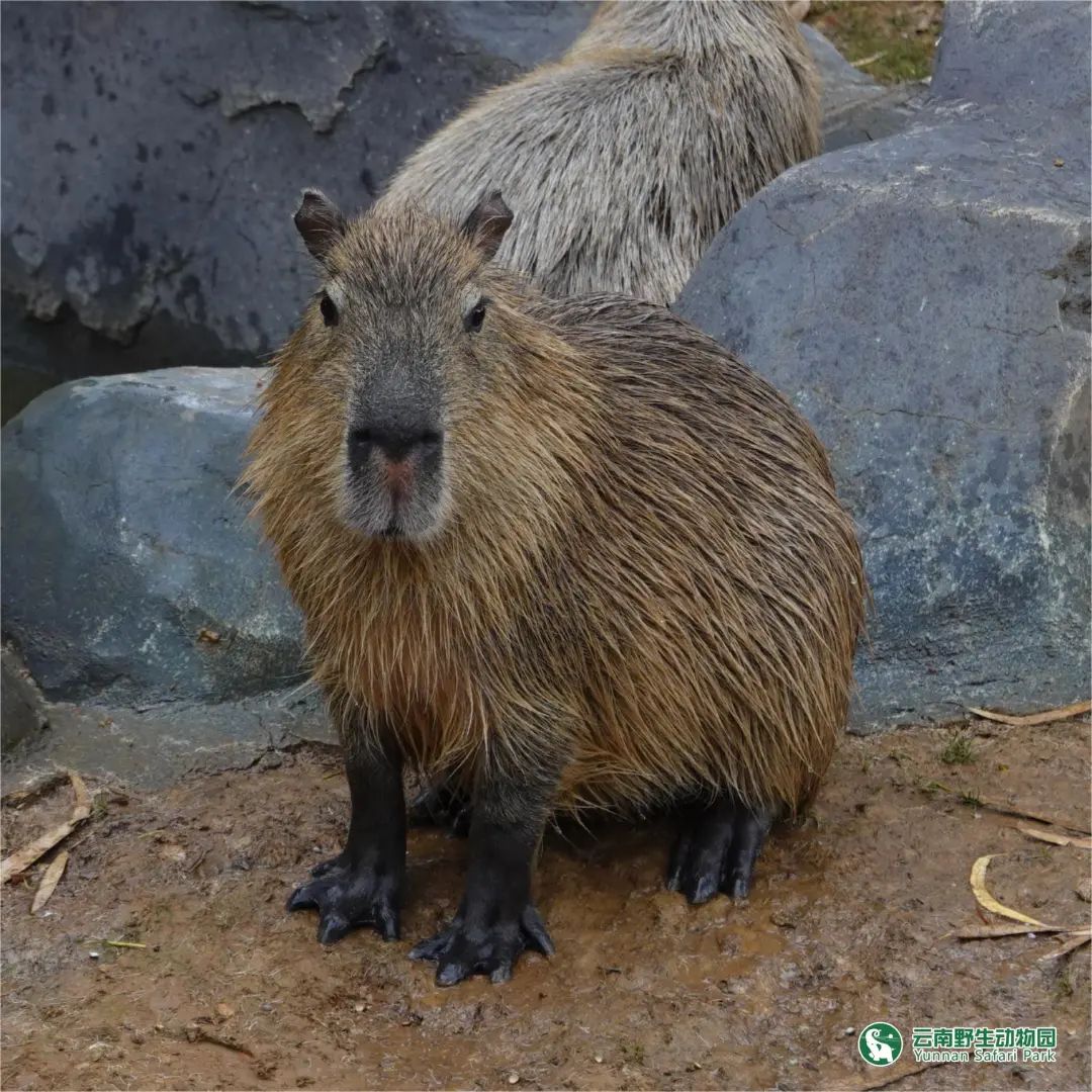 云南野生动物园