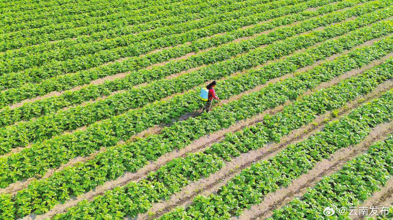 云南省夏季已播种粮食超1400万亩
