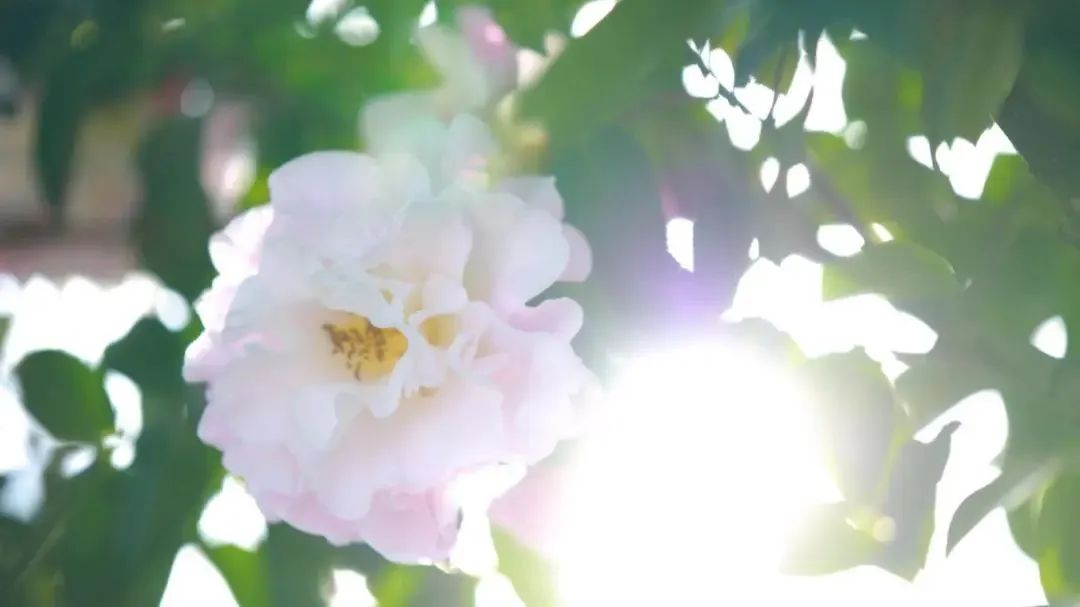 昆明公共文化云