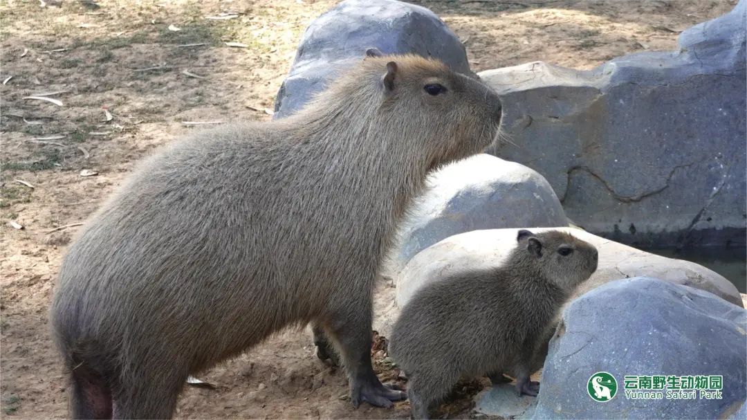 云南野生动物园