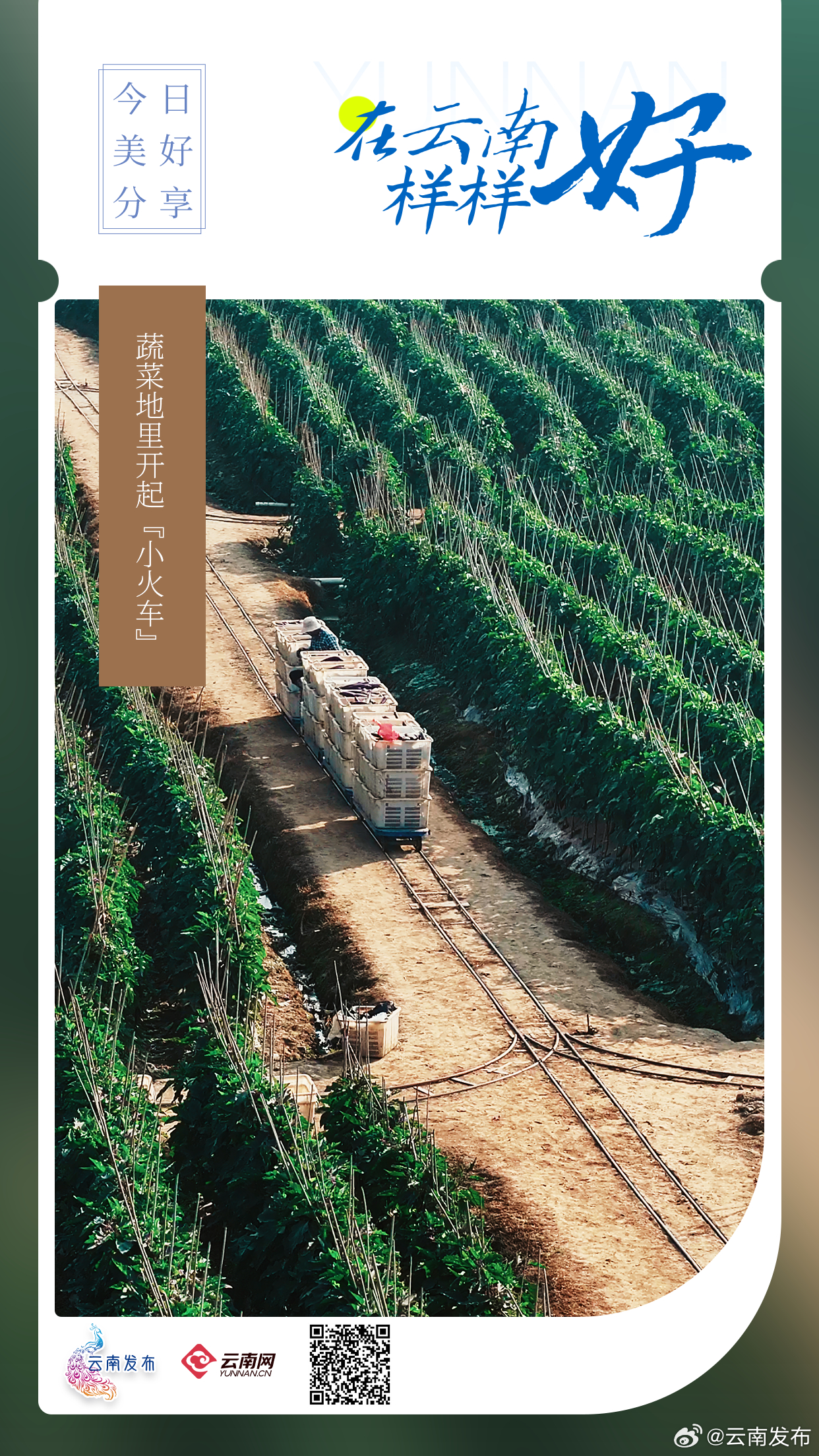 云南蔬菜地里开起小火车