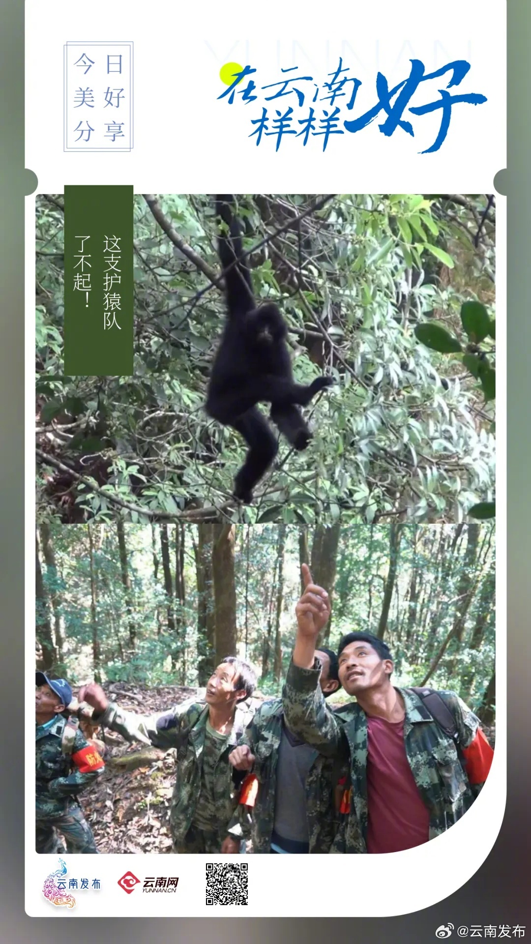 这支护猿队，了不起！