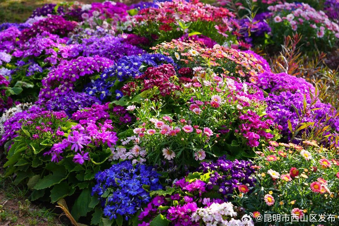 昆明市西山区发布