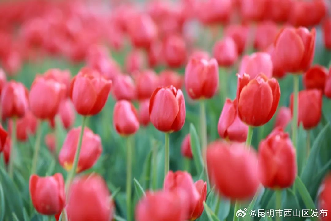 昆明市西山区发布