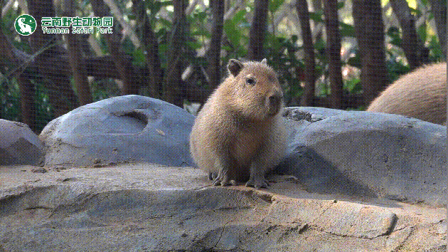 云南野生动物园