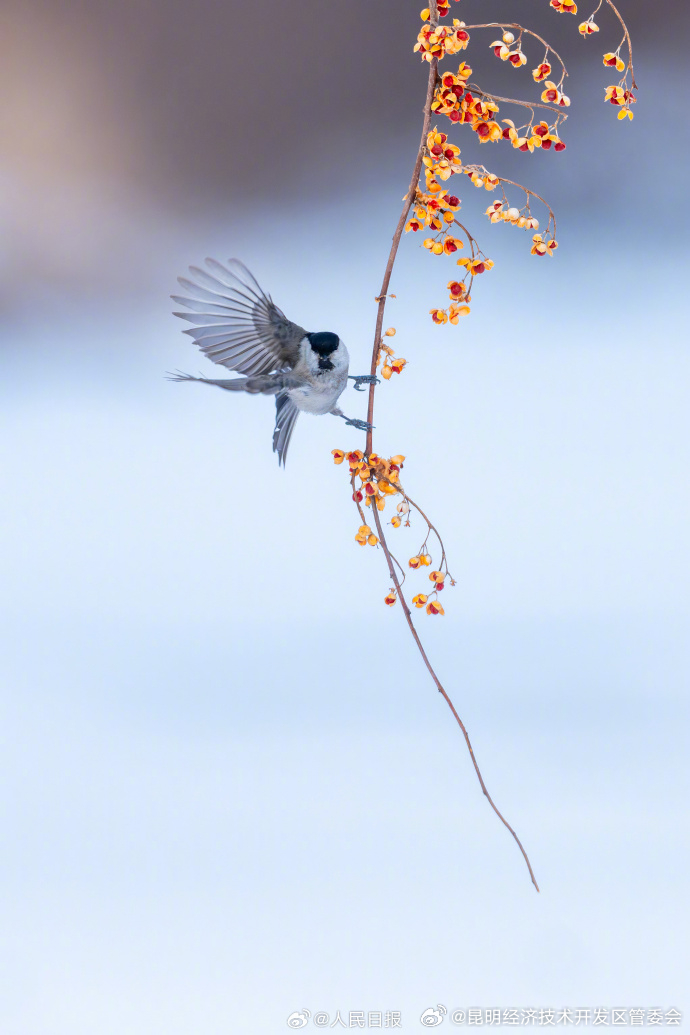 昆明经济技术开发区管委会