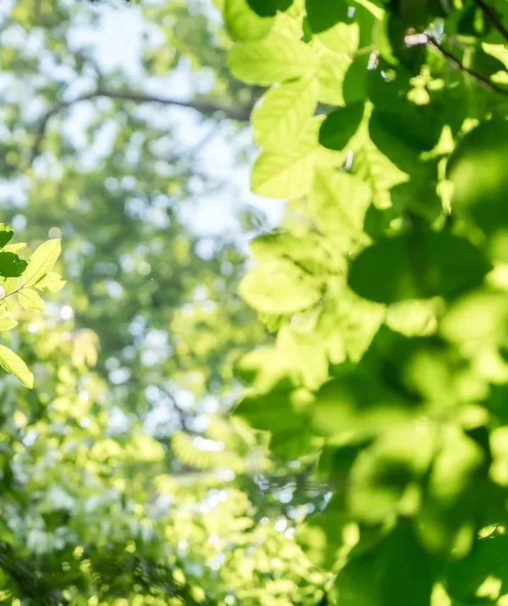 西双版纳望天树景区