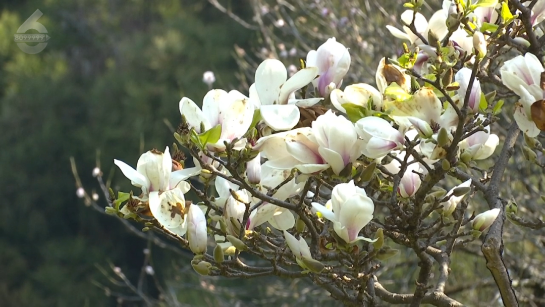 昆明公共文化云