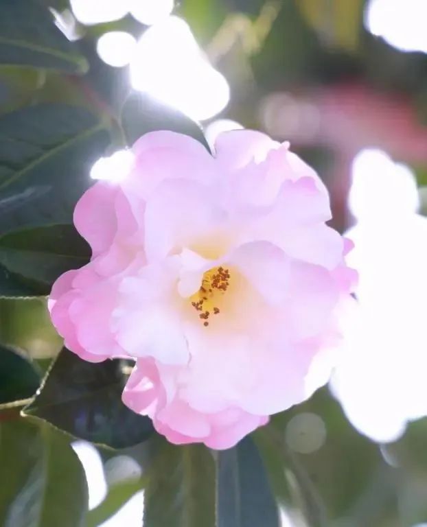 昆明公共文化云