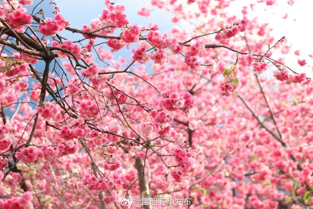 昆明五华发布