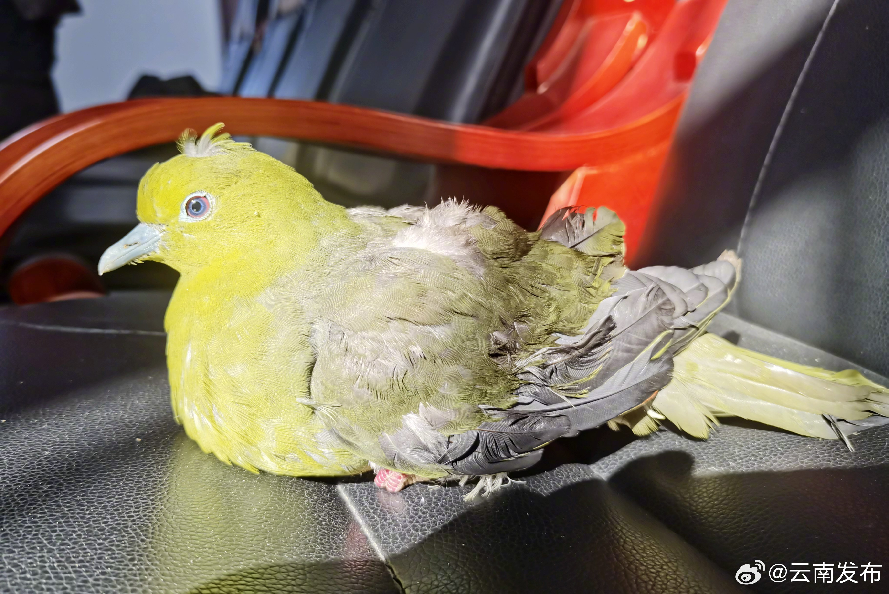 酷似鸽子不是鸽子！文山麻栗坡老山省级自然保护区鸟类+1