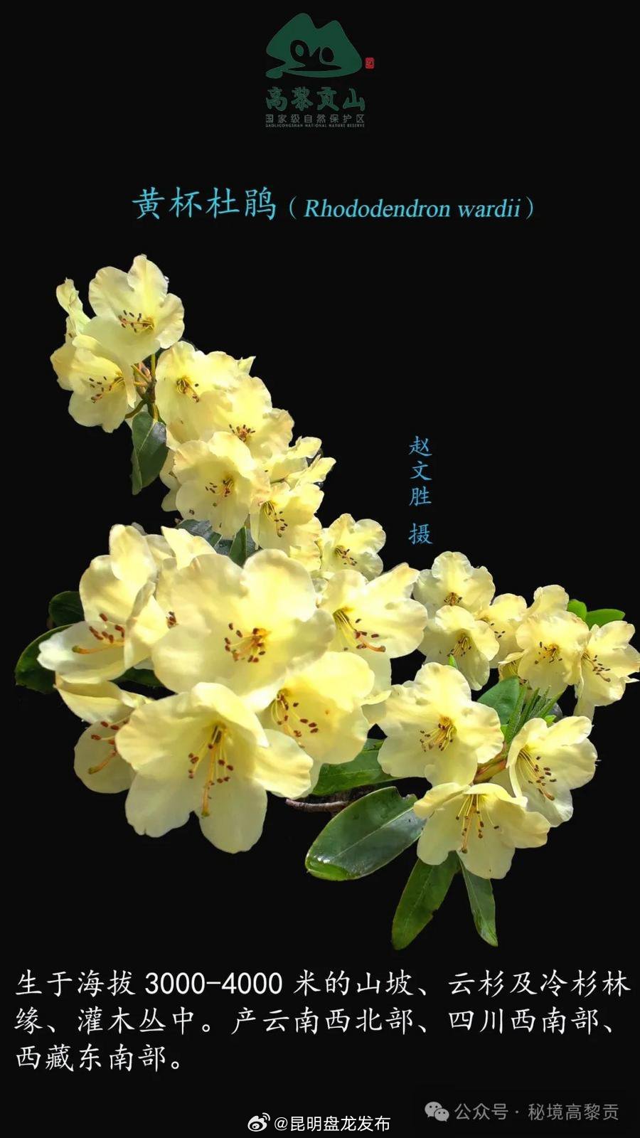 有一种叫云南的生活 | 高黎贡山“杜鹃选美大赛”：谁是最靓的崽？