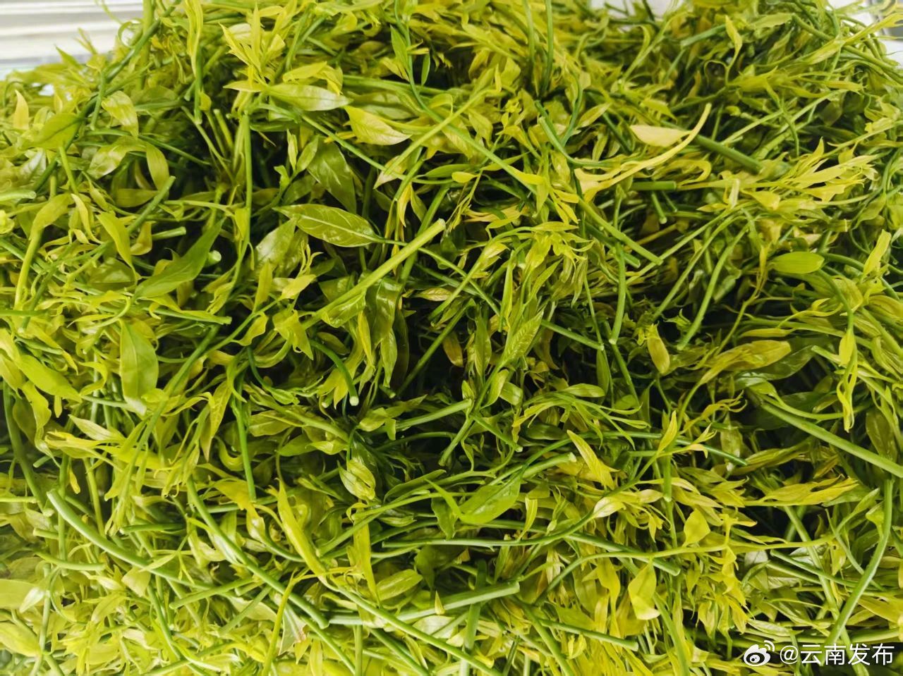 雷公菜你吃过吗？