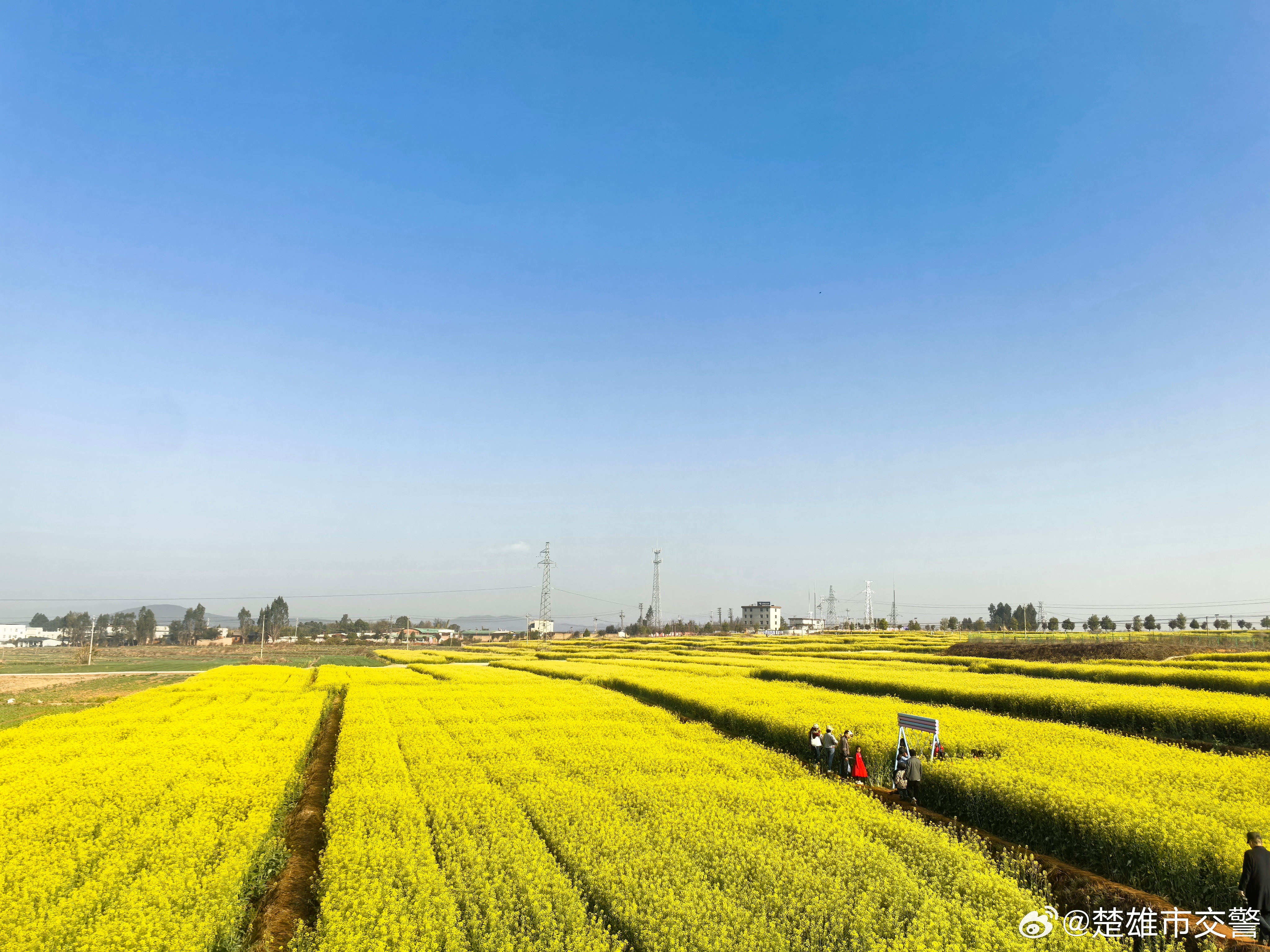 子午油菜花赏花季楚雄市民出行请注意