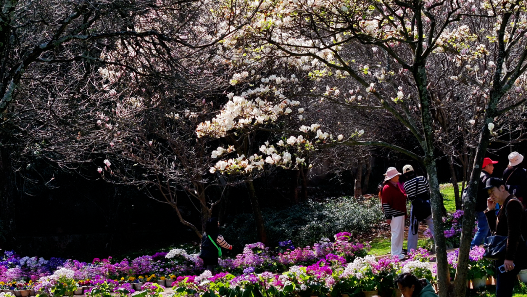 昆明公共文化云