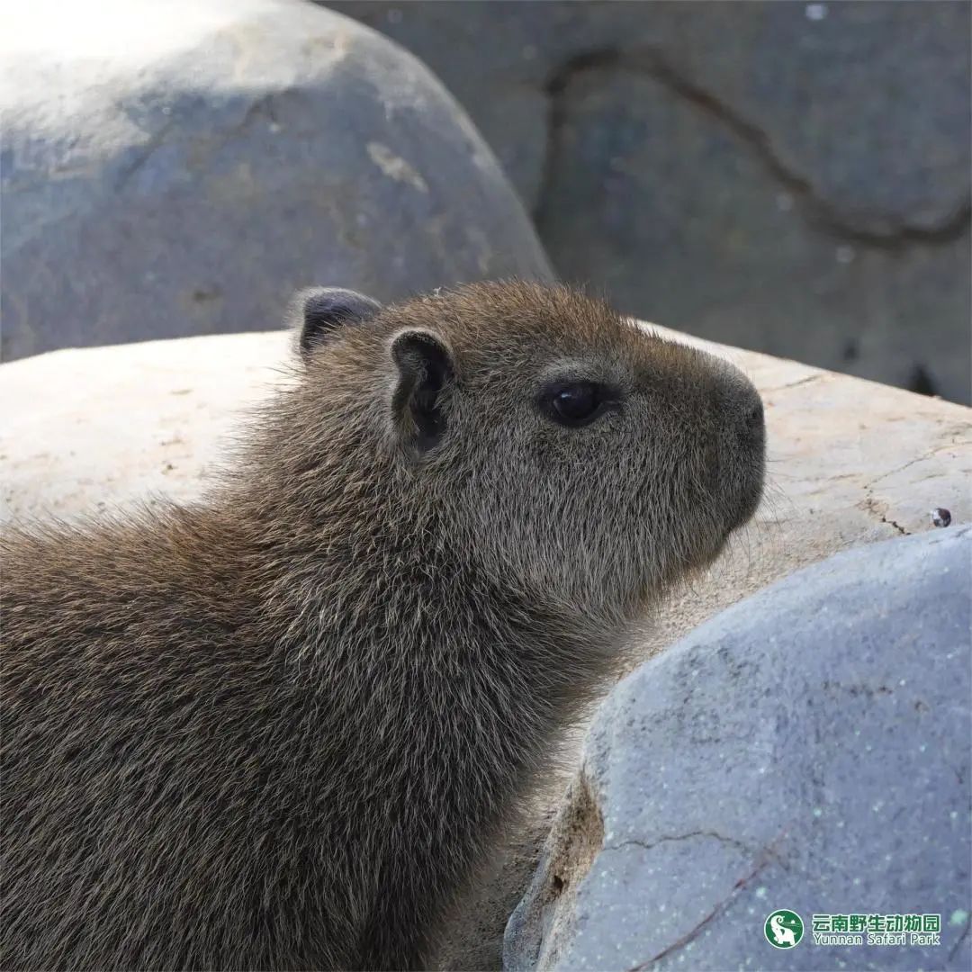 云南野生动物园