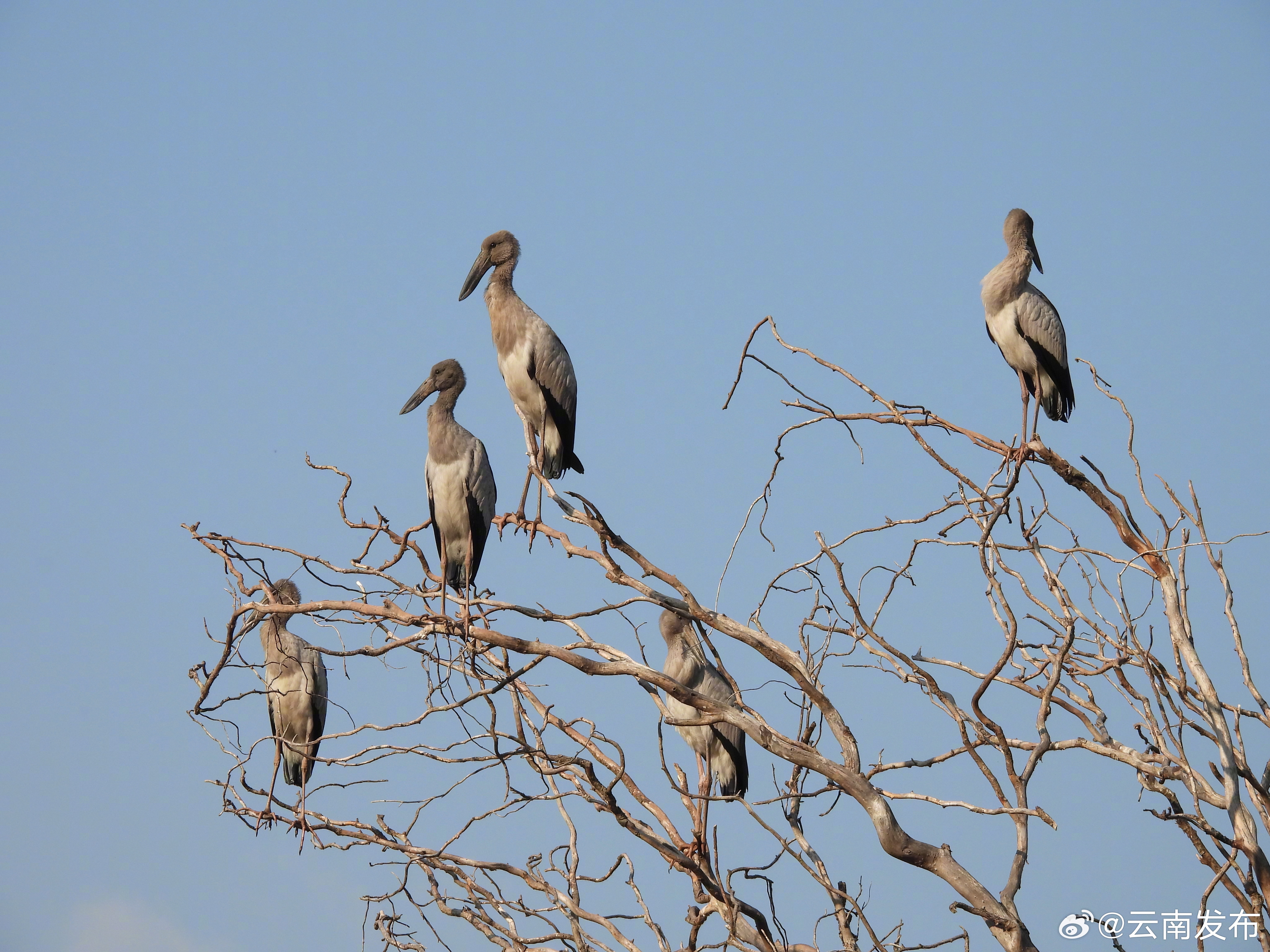 大理南涧首次记录到钳嘴鹳群
