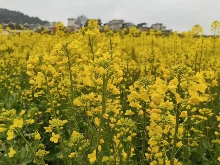 昆明公共文化云