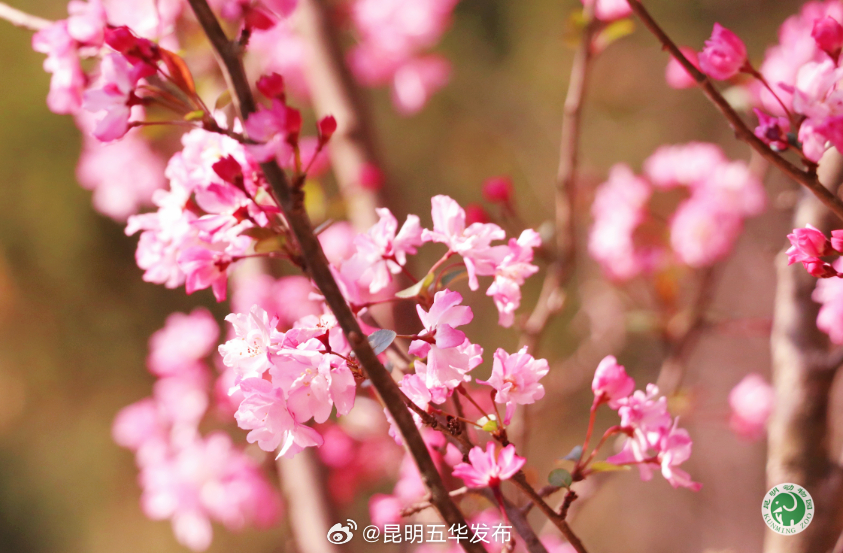 昆明五华发布