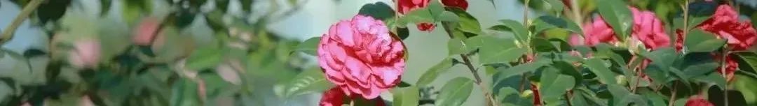 昆明公共文化云