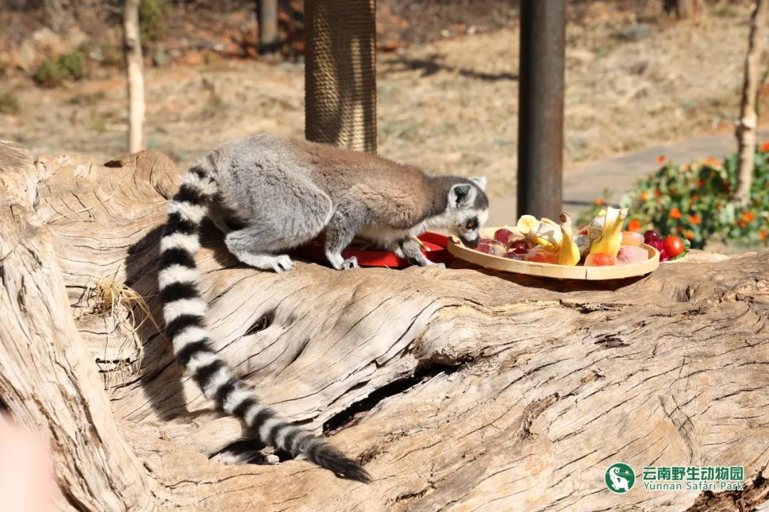 云南野生动物园