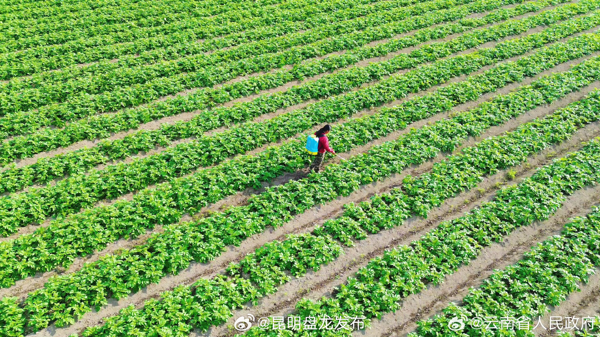 全省已播种粮食1476.2万亩