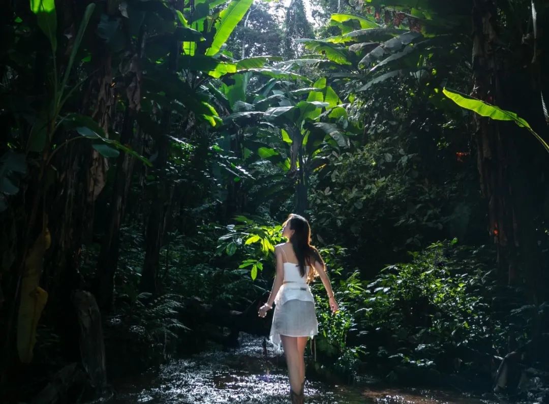 西双版纳望天树景区