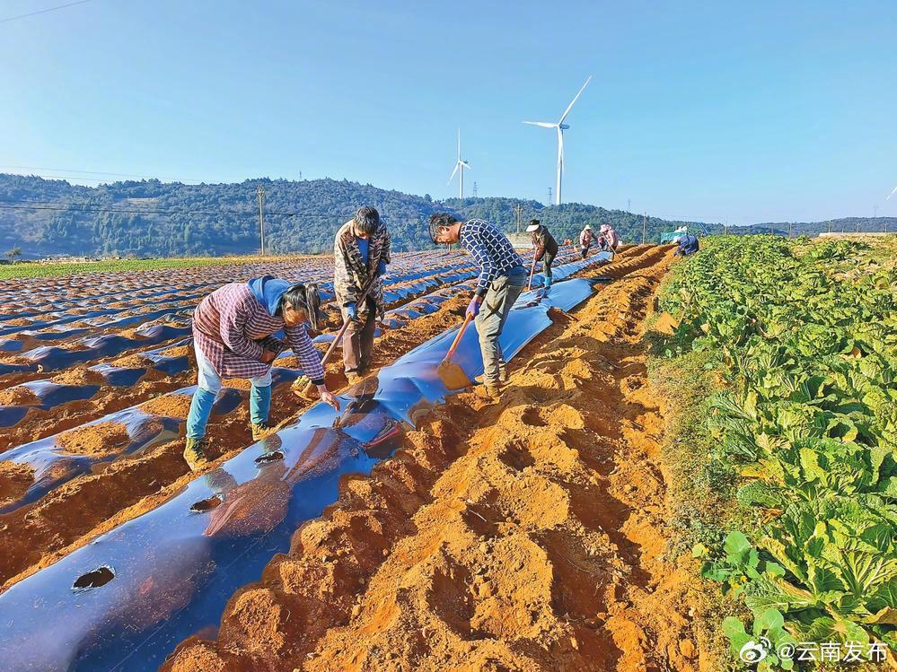 红河泸西：抢抓农时 播种正忙