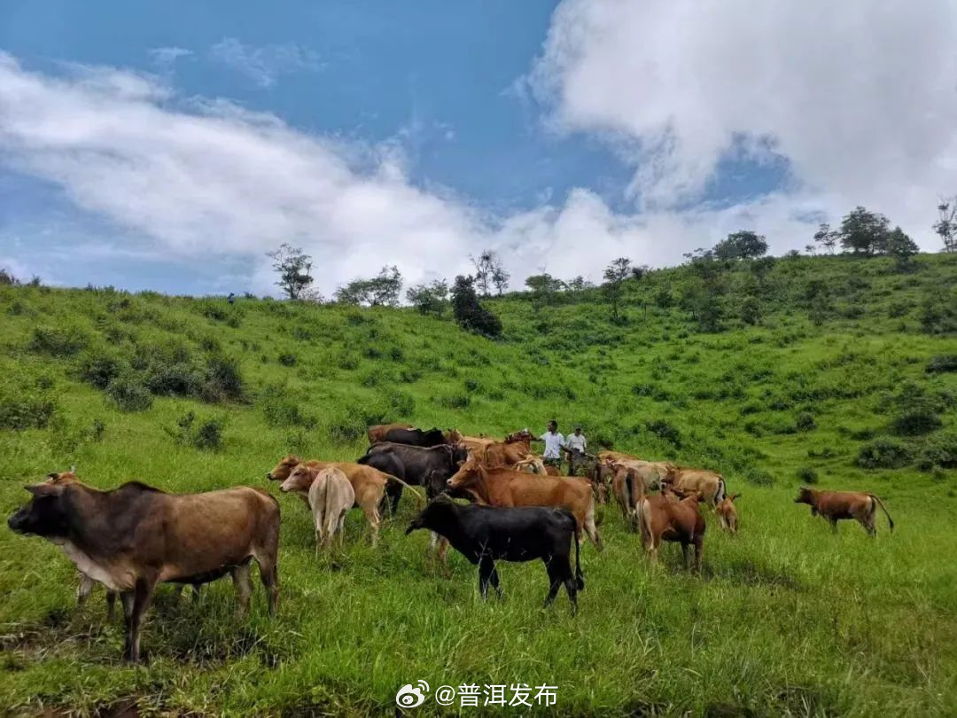 江城县：黄牛产业“牛劲十足” 三产融合跑出加速度