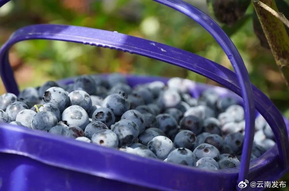 红河州蓝莓种植企业达100余家