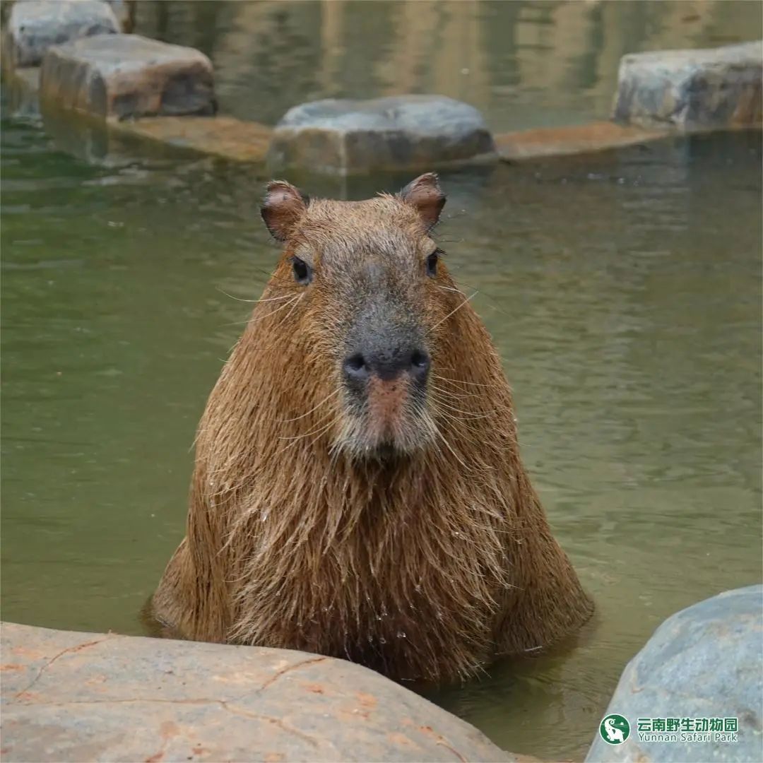 云南野生动物园