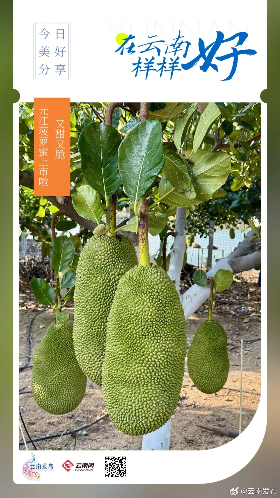 又甜又脆！元江菠萝蜜上市啦