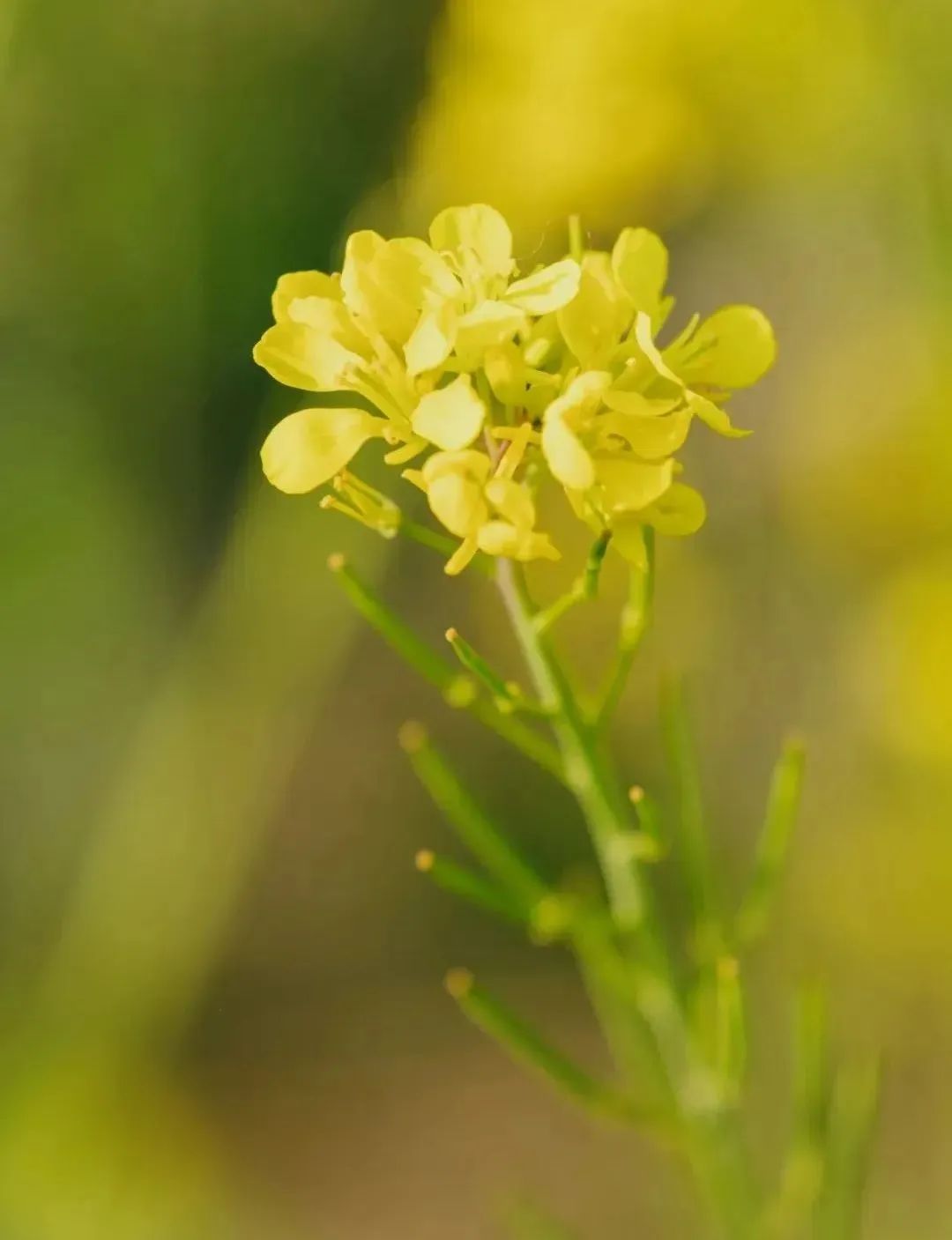 昆明公共文化云